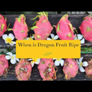 3 ways to tell if a dragon fruit is ripe